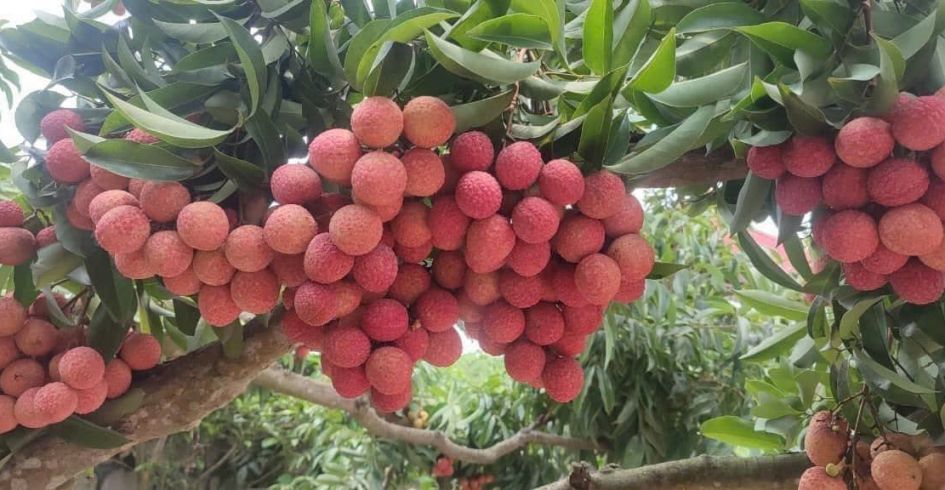 Thị xã Chũ: Tập trung khai thác du lịch mùa vải thiều