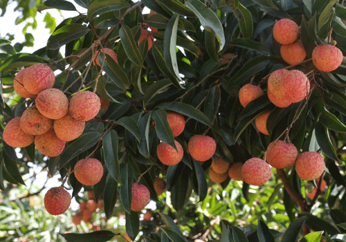 Ngọt Lịm Vải thiều Lục Ngạn