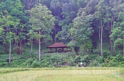 Về bản Đá Húc thăm rừng lim xanh