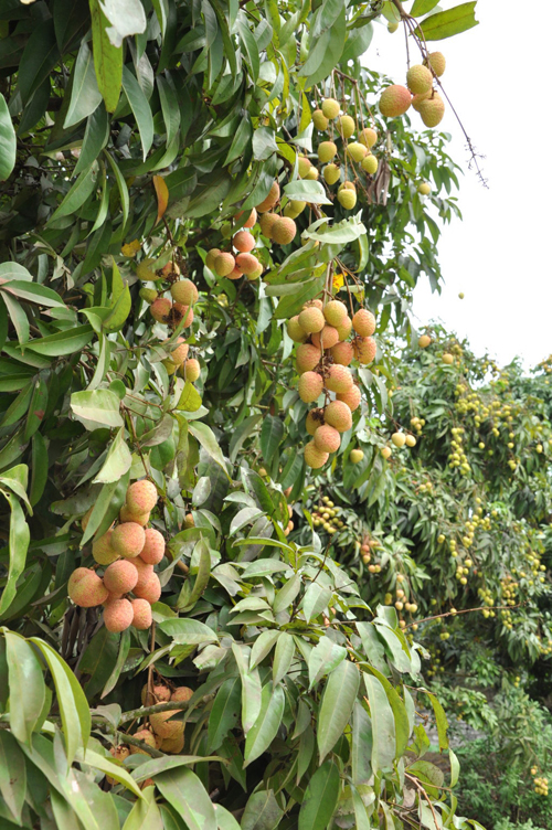 Tiềm năng du lịch huyện Tân Yên 