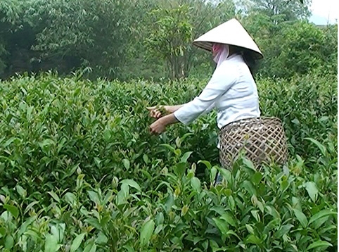 Về Sơn Động thưởng thức chè Bát tiên