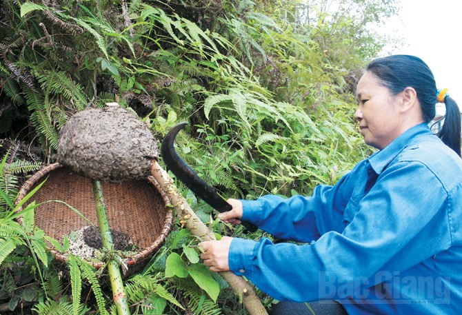 Trứng kiến - Thời trân miền Tây Yên Tử