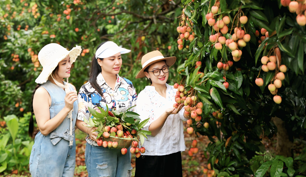 Thu hút du khách đến vùng vải sớm ở Tân Yên