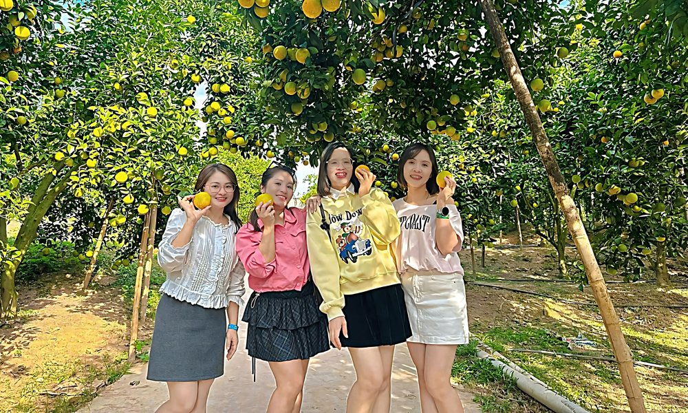 Mê mẩn vườn cam bạc tỷ ở Kiên Lao (Bắc Ninh)