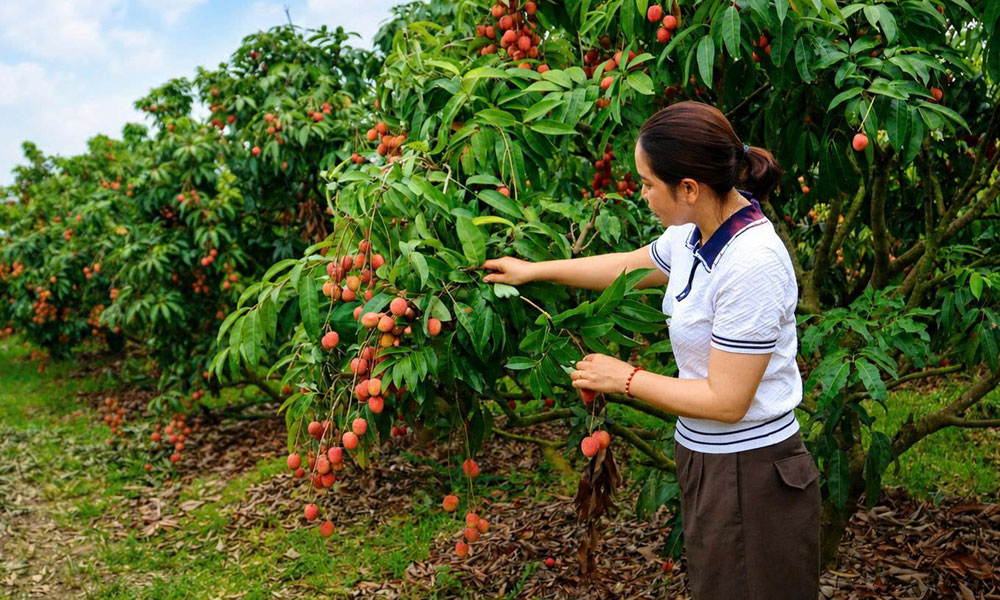 Nam Dương phát triển cây ăn quả gắn với du lịch