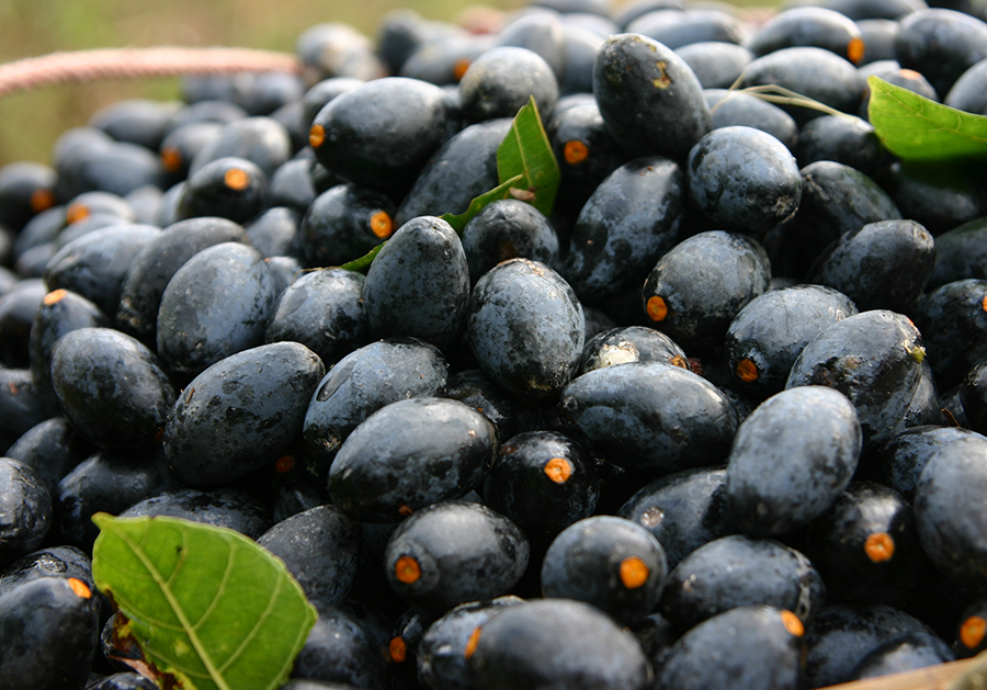 Trám đen - Nguyên liệu độc đáo của ẩm thực vùng Đông Bắc Bộ