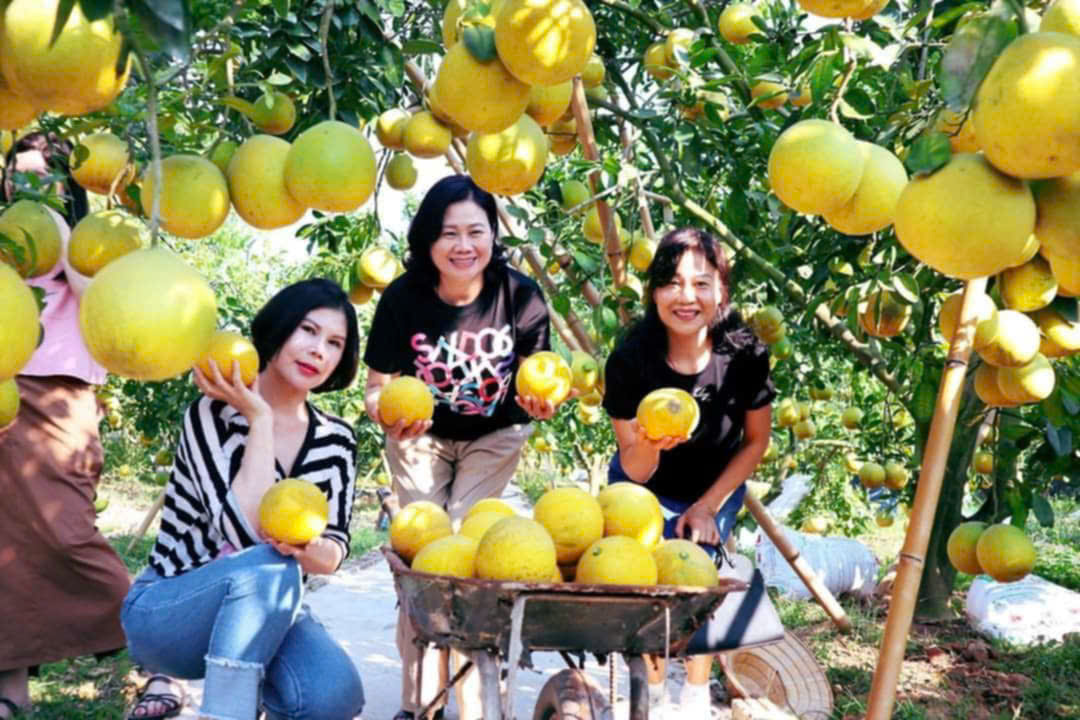 Lục Ngạn: Nhà vườn, hợp tác xã chủ động đón khách du lịch mùa cam bưởi