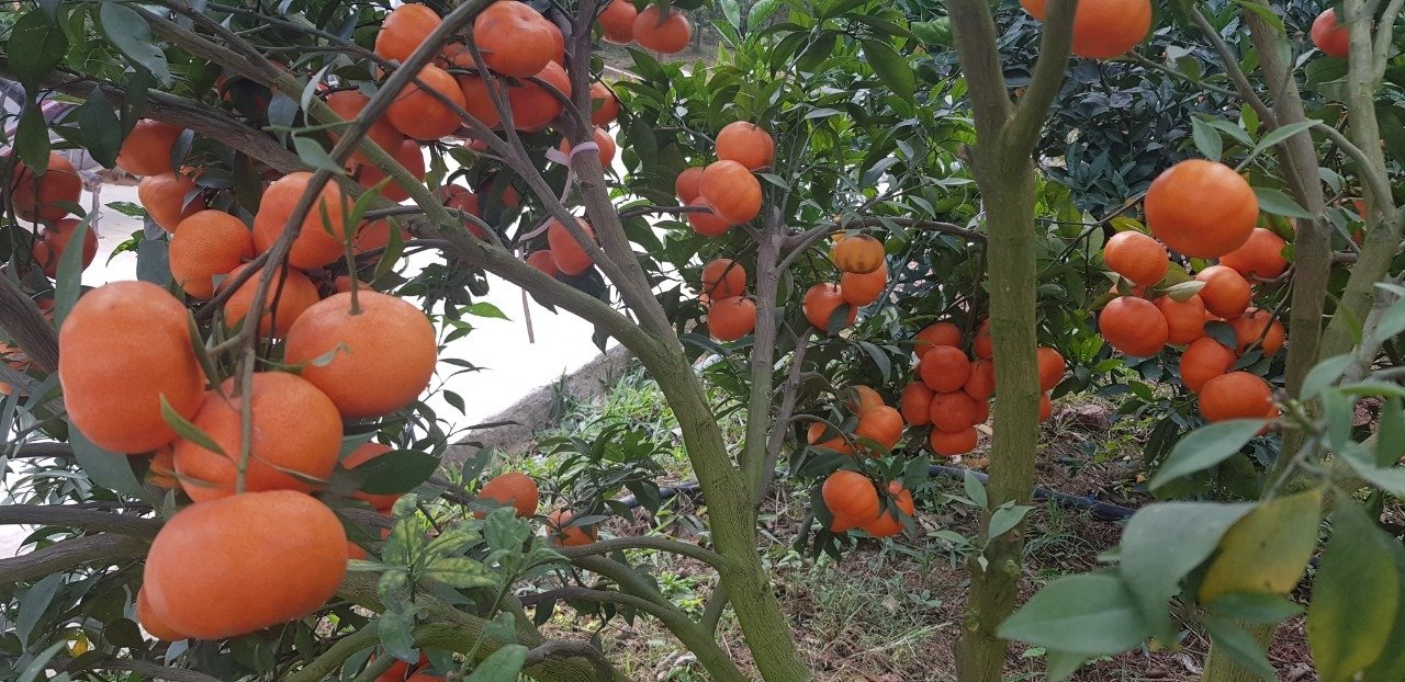 Lục Ngạn: Mùa cam, bưởi - Mùa du lịch!