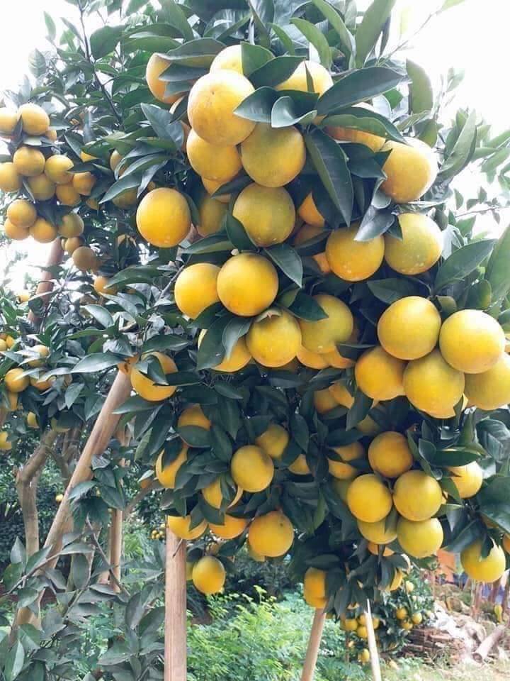 Lục Ngạn- Nhộn nhịp Du lịch mùa cam bưởi