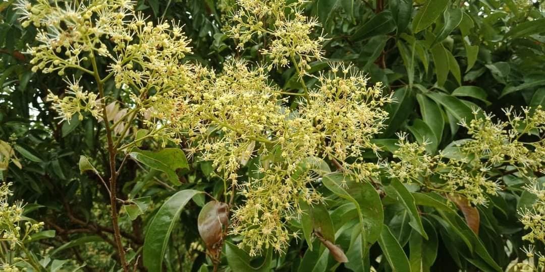 Khởi động du lịch mùa vải thiều