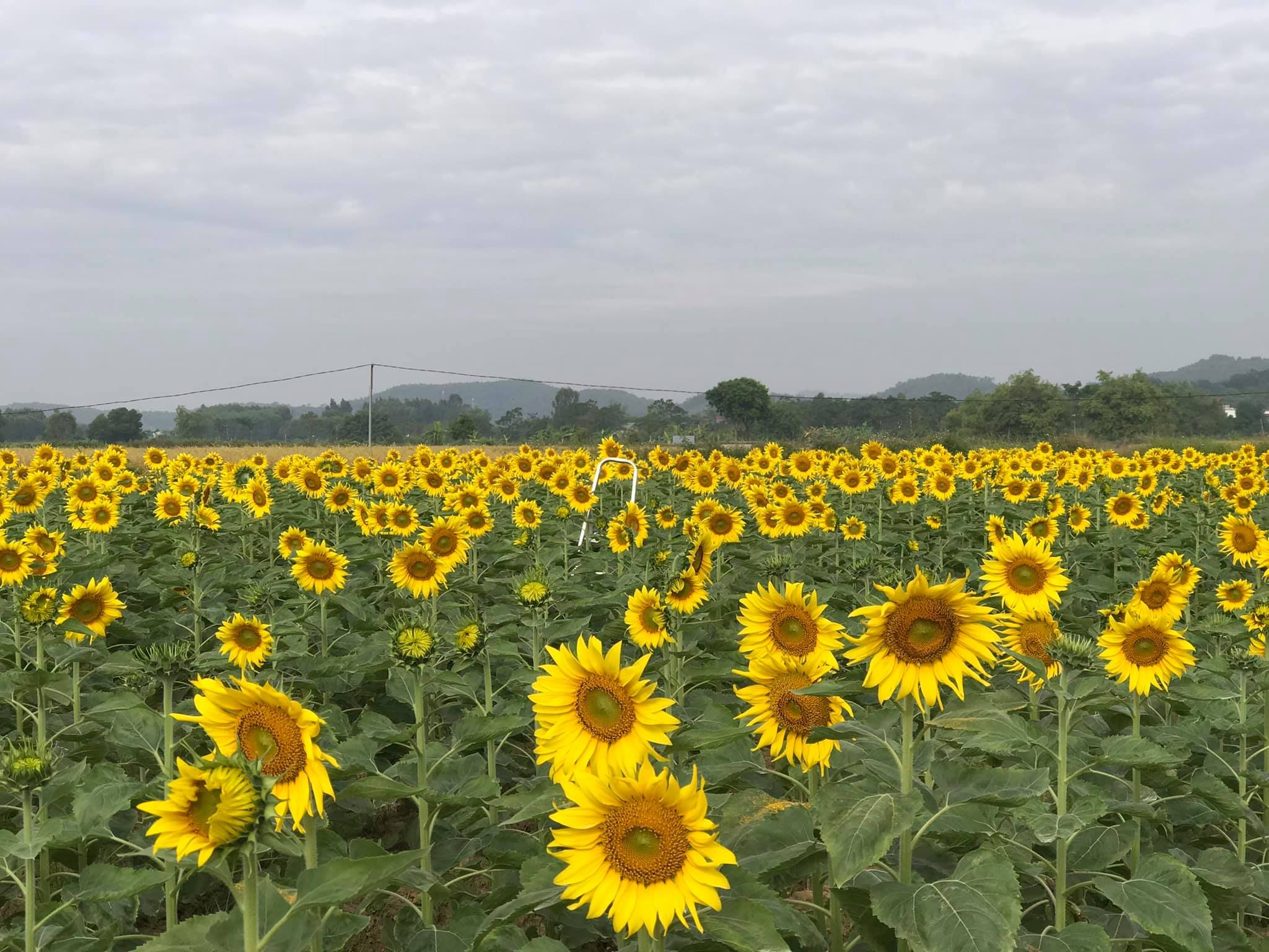 Phim trường Rose Garden - Thiên đường “sống ảo” cực hot ở Bắc Giang