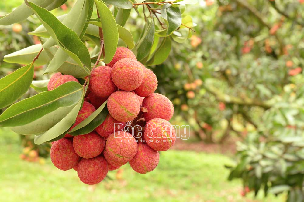 Lục Ngạn - vùng vải an toàn mời gọi