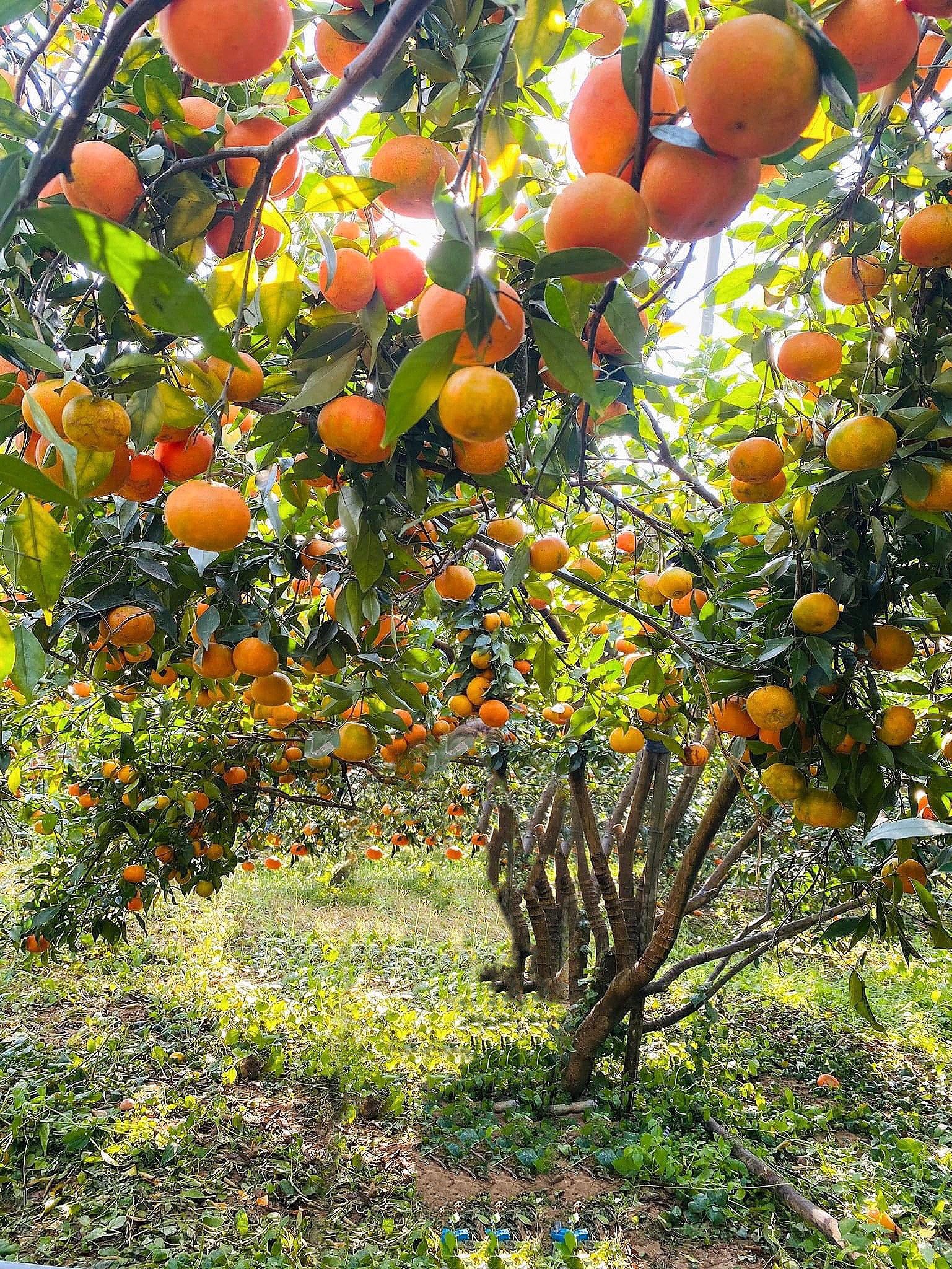 NGỌT NGÀO TRÁI CÂY LỤC NGẠN