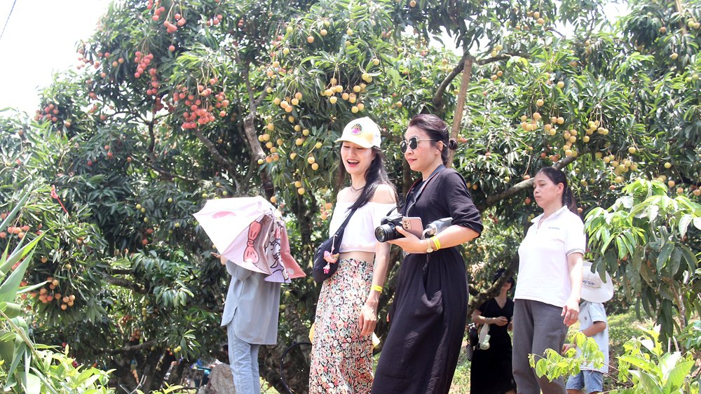 Phát triển du lịch mùa vải thiều: Làm mới để hút khách