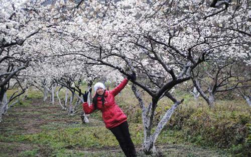 Tour du lịch, ngắn ng&agrave;y, hấp dẫn kh&aacute;ch, Tết Nguy&ecirc;n đ&aacute;n