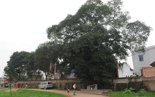 x&atilde; Mai Đ&igrave;nh, Hiệp H&ograve;a, c&ocirc;ng nhận, c&acirc;y Di sản Việt Nam