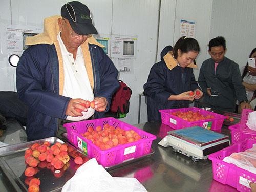 Vải thiều, Bắc Giang, ch&iacute;nh thức, đi Mỹ