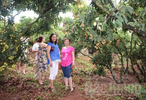 Du lịch, vùng đất, vải thiều, Lục Ngạn, Bắc Giang, trải nghiệm Du lịch, vùng đất, vải thiều, Lục Ngạn, Bắc Giang, trải nghiệm