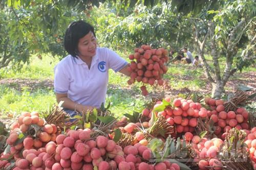 Du lịch, vùng đất, vải thiều, Lục Ngạn, Bắc Giang, trải nghiệm Du lịch, vùng đất, vải thiều, Lục Ngạn, Bắc Giang, trải nghiệm