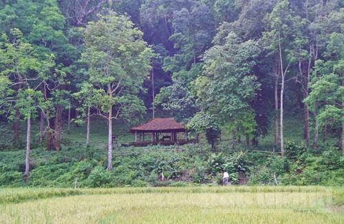 Về bản Đá Húc, thăm rừng lim xanh, Bình Sơn, Lục Nam