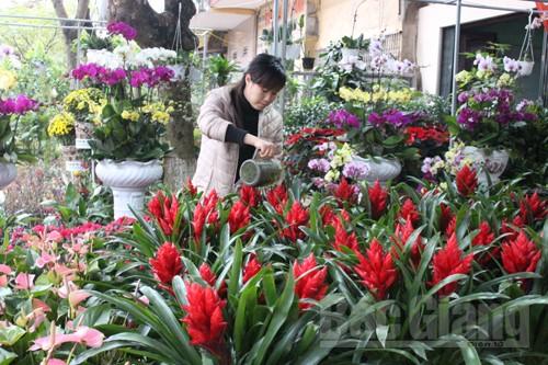 Hoa, c&acirc;y cảnh Tết, mới lạ, phong ph&uacute;, hấp dẫn