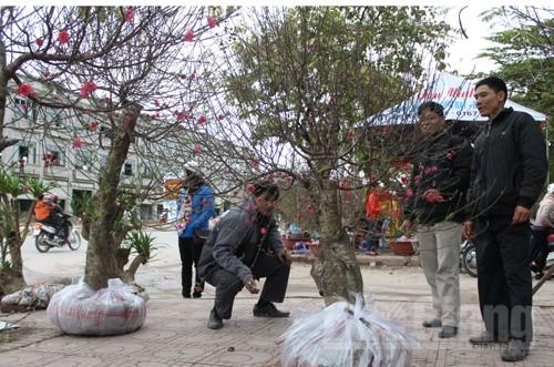 Hoa, c&acirc;y cảnh Tết, mới lạ, phong ph&uacute;, hấp dẫn