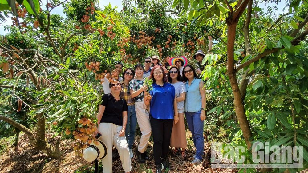 Du khách chụp ảnh tại những vườn vải thiều ở huyện Lục Ngạn trong mùa vải năm nay. Du khách chụp ảnh tại những vườn vải thiều ở huyện Lục Ngạn trong mùa vải năm nay.