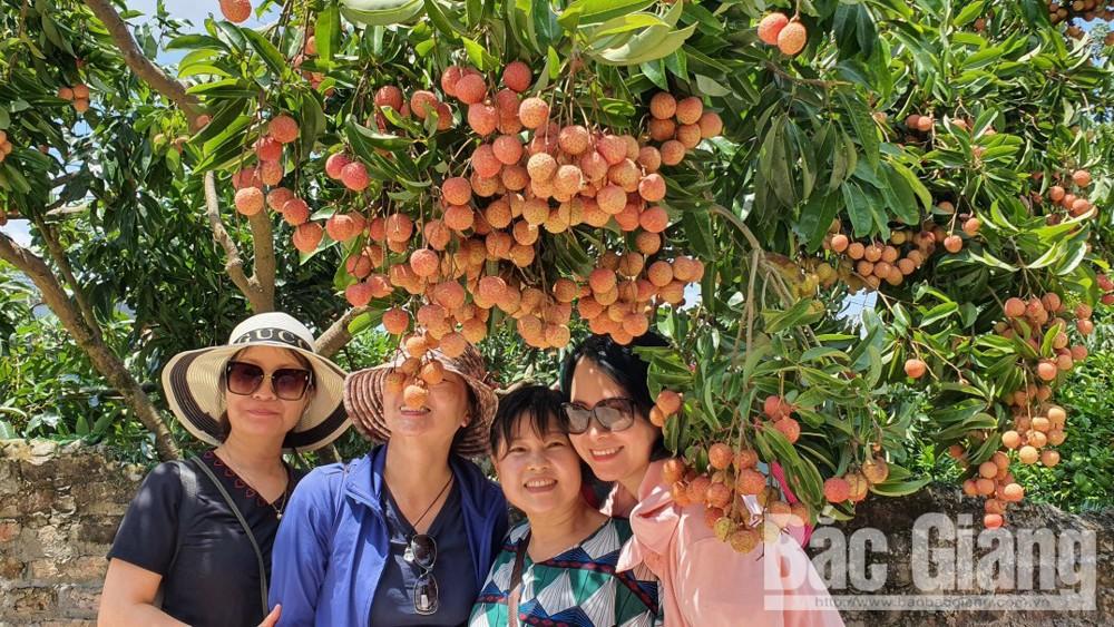 Những vườn vải thiều Lục Ngạn trĩu quả hấp dẫn khách du lịch. Những vườn vải thiều Lục Ngạn trĩu quả hấp dẫn khách du lịch.