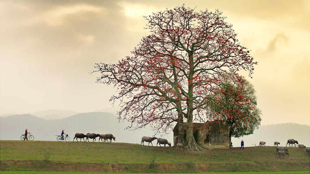 Cây gạo xã Lãng Sơn (Yên Dũng). Ảnh: Nguyễn Hữu Thông Cây gạo xã Lãng Sơn (Yên Dũng). Ảnh: Nguyễn Hữu Thông