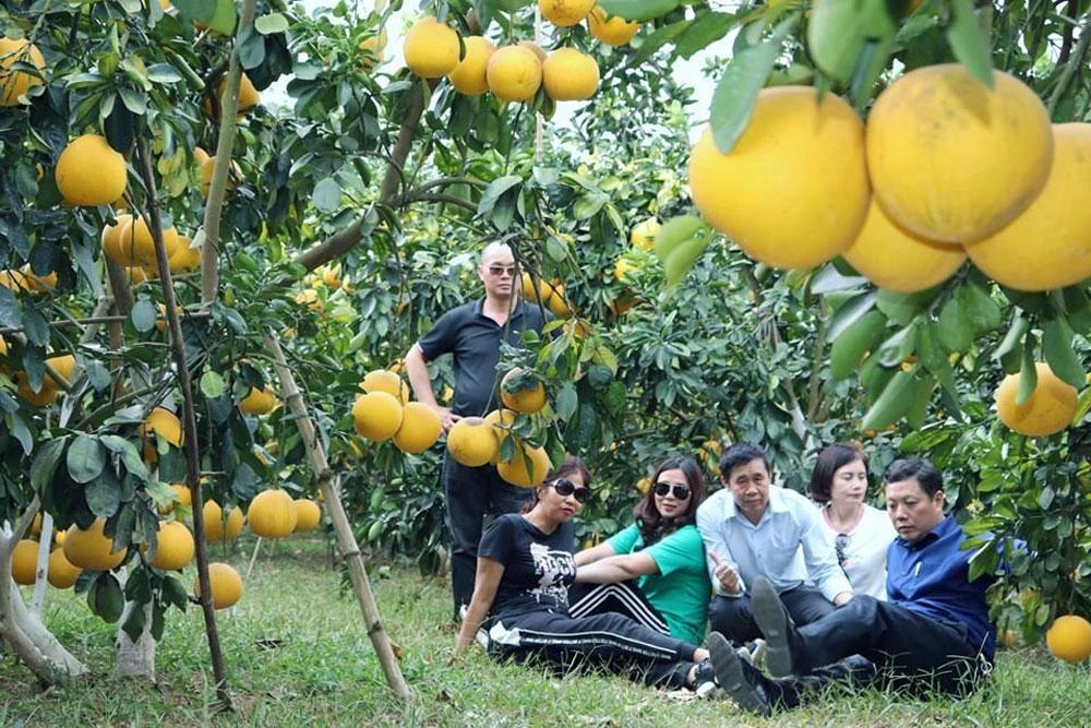 Du khách tham quan vùng cây ăn trái Lục Ngạn. Du khách tham quan vùng cây ăn trái Lục Ngạn.