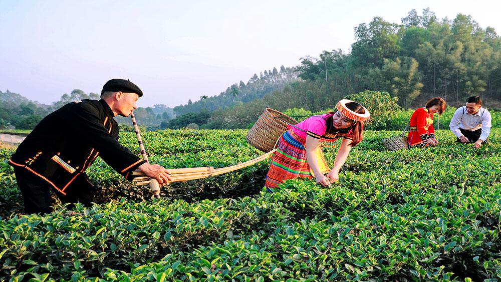 Du khách trải nghiệm trên đồi chè Bản Ven. Du khách trải nghiệm trên đồi chè Bản Ven.