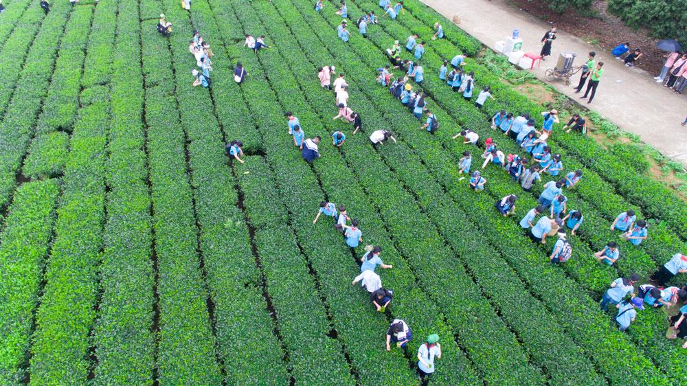 Những đồi chè bạt ngàn là điểm khám phá thú vị với các bạn trẻ. Chỉ tính riêng từ đầu tháng 4 đến nay, có hơn 5.000 lượt khách tới bản Ven. Những đồi chè bạt ngàn là điểm khám phá thú vị với các bạn trẻ. Chỉ tính riêng từ đầu tháng 4 đến nay, có hơn 5.000 lượt khách tới bản Ven.