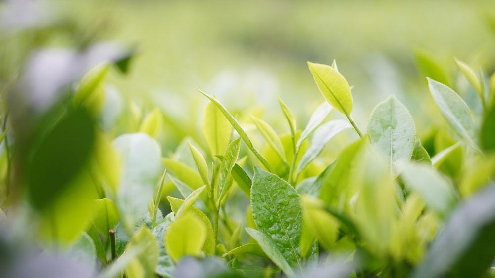 Những búp chè xanh tươi mơn mởn trên các nương chè. Những búp chè xanh tươi mơn mởn trên các nương chè.