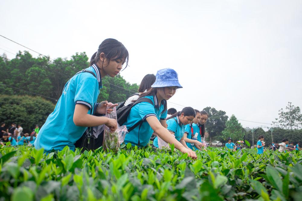 Các em học sinh hứng thú khi được trải nghiệm hái chè. Các em học sinh hứng thú khi được trải nghiệm hái chè.
