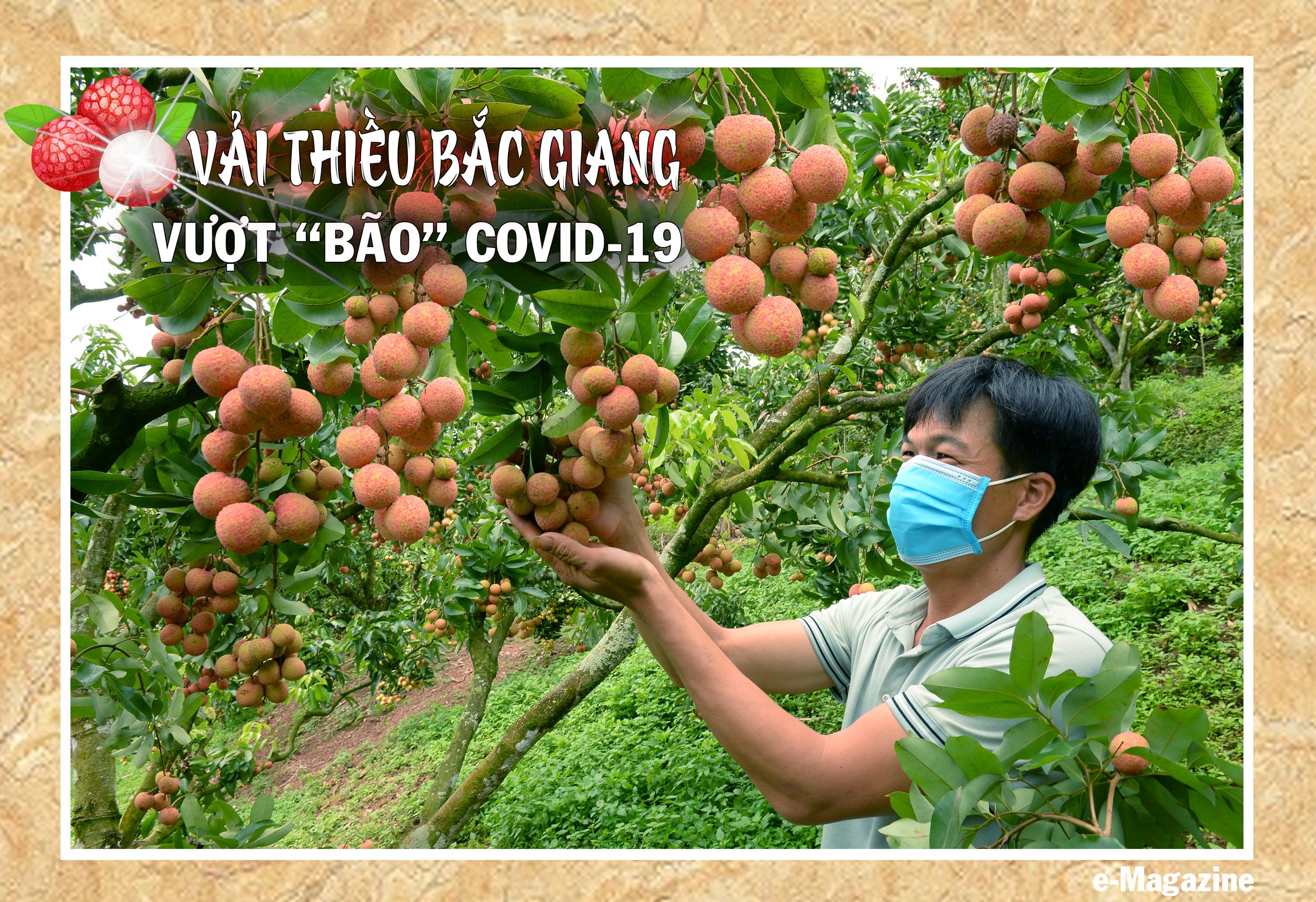Vải thiều Bắc Giang, Covid - 19