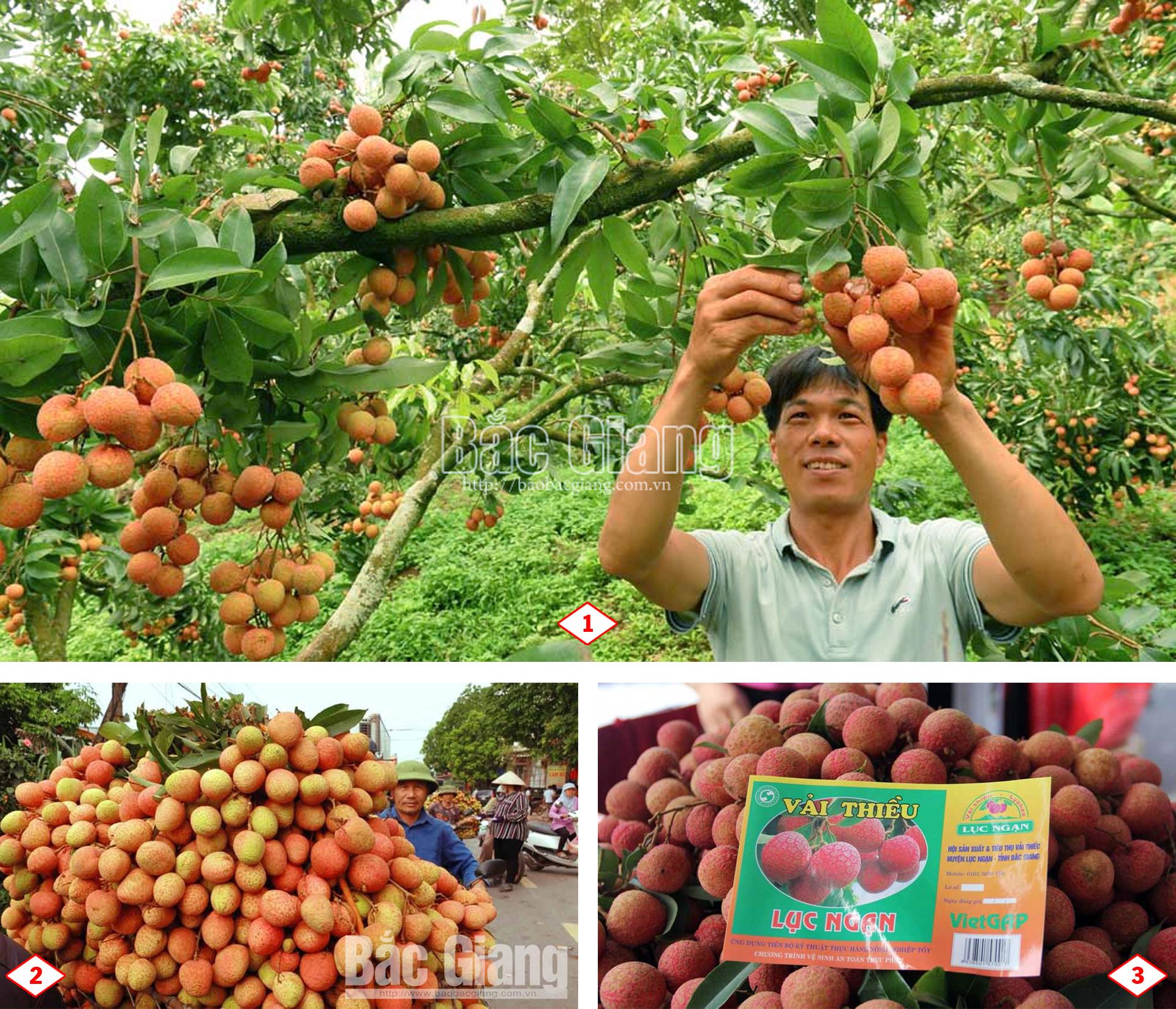 Vải thiều Bắc Giang, Covid - 19