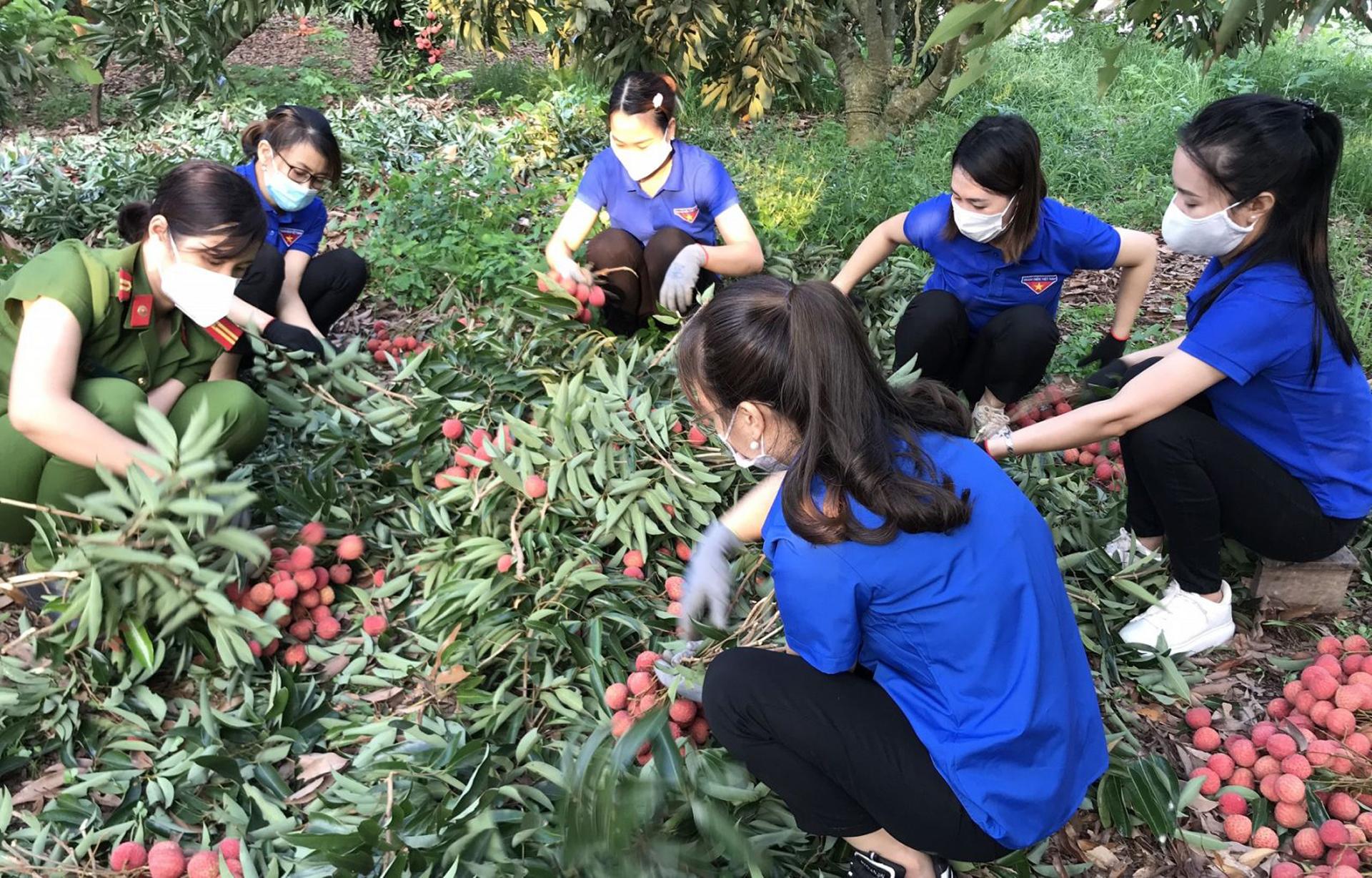 Vải thiều Bắc Giang, Covid - 19