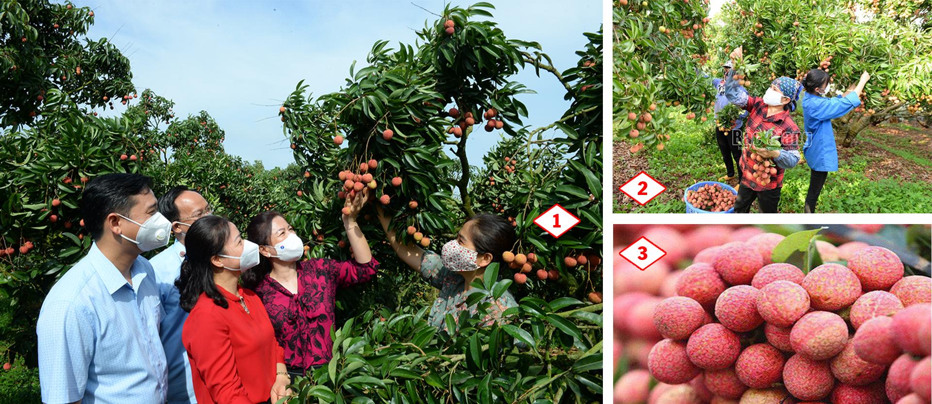 Vải thiều Bắc Giang, Covid - 19