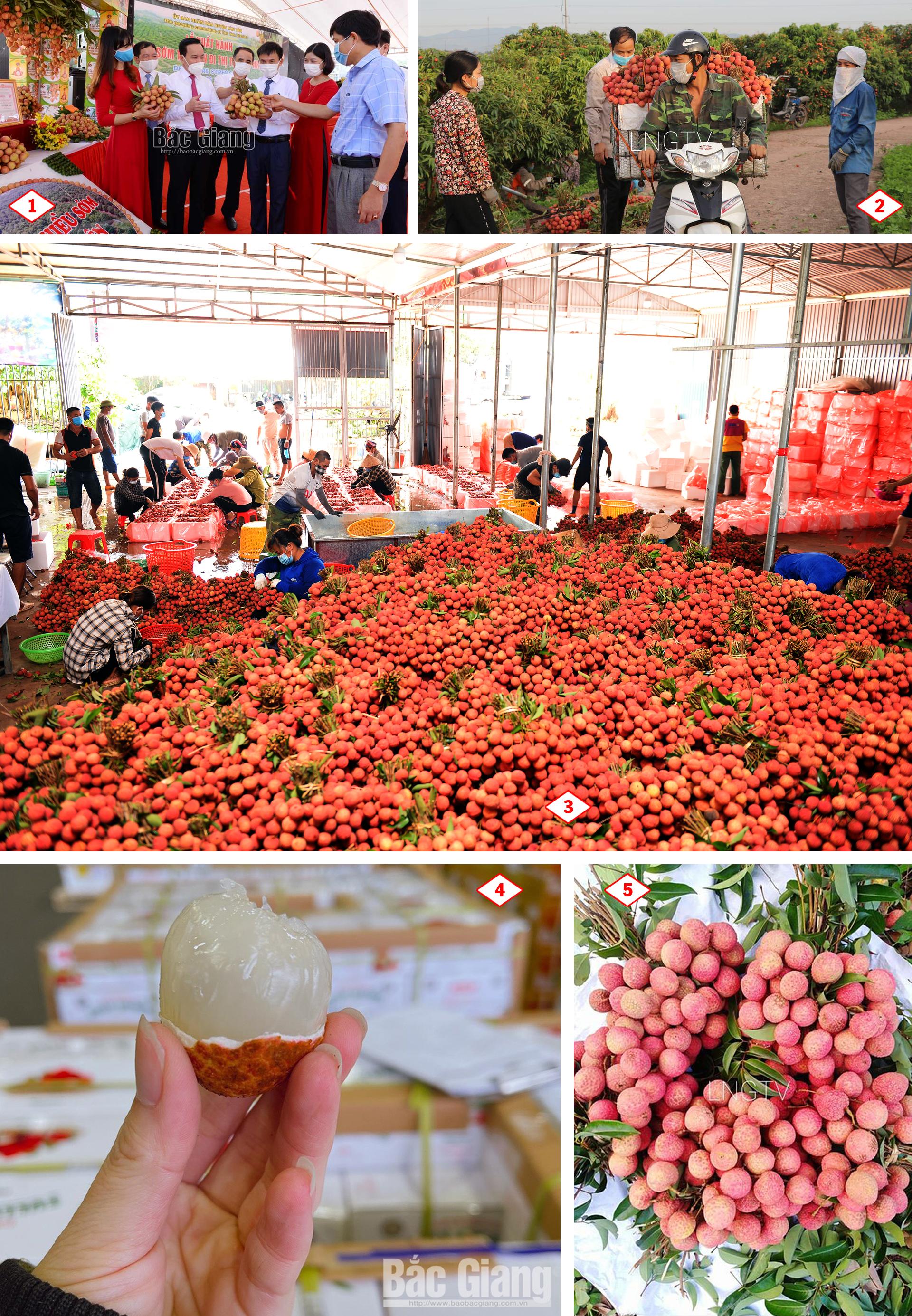 Vải thiều Bắc Giang, Covid - 19