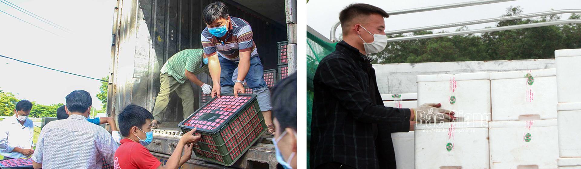Vải thiều Bắc Giang, Covid - 19