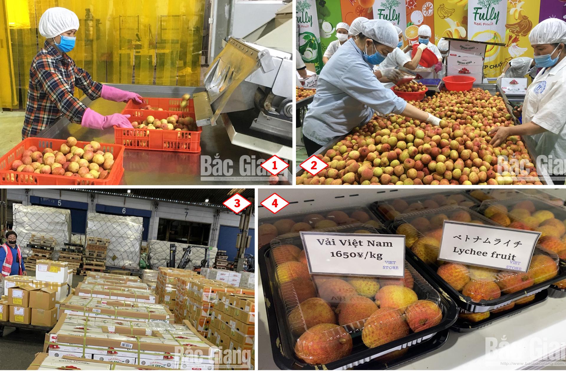 Vải thiều Bắc Giang, Covid - 19