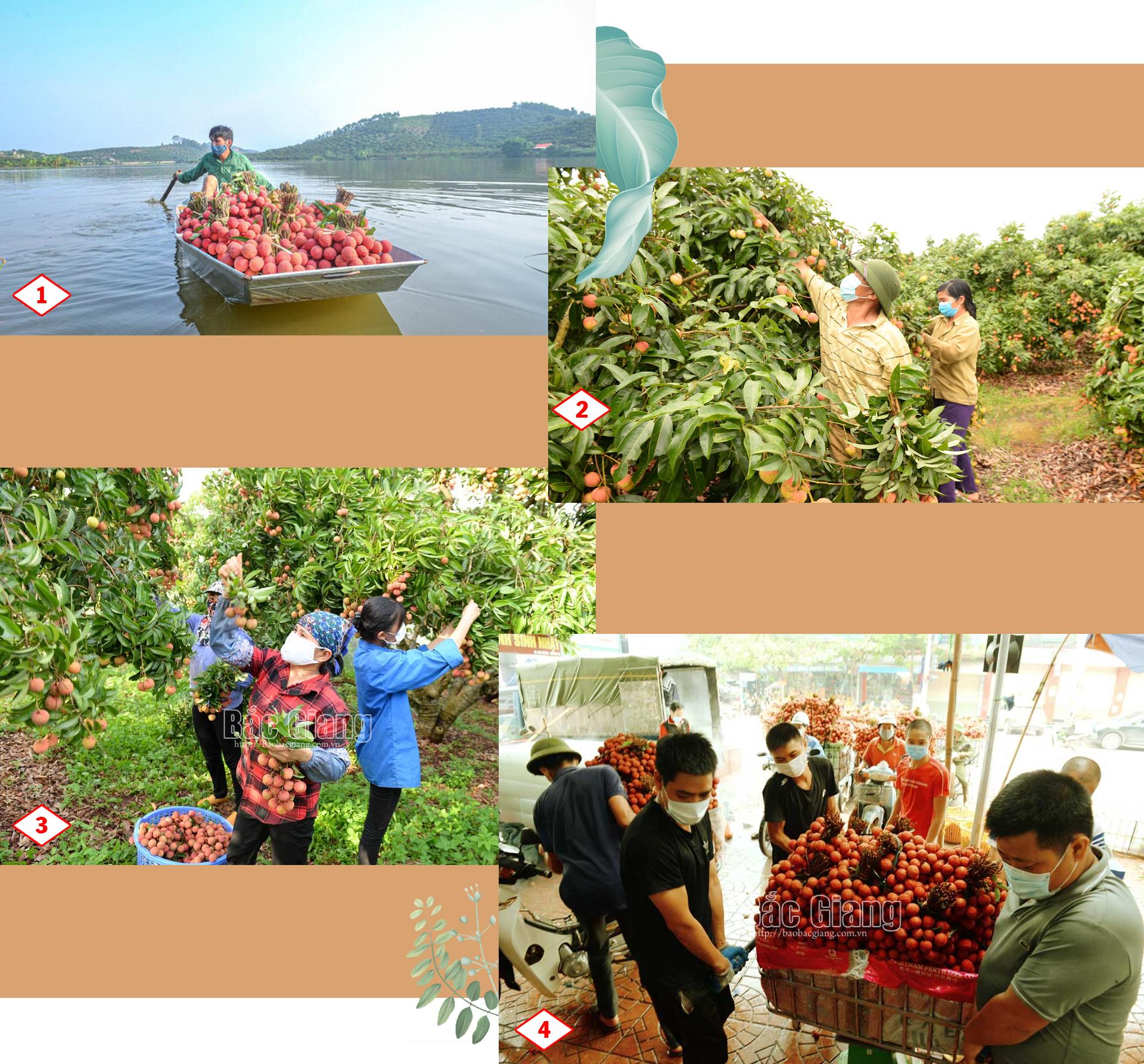 Vải thiều Bắc Giang, Covid - 19