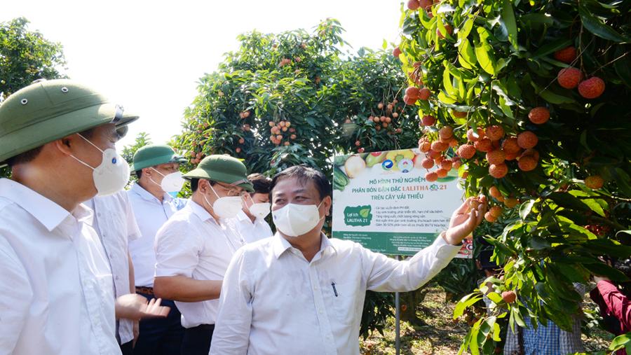 Vải thiều Bắc Giang, Covid - 19