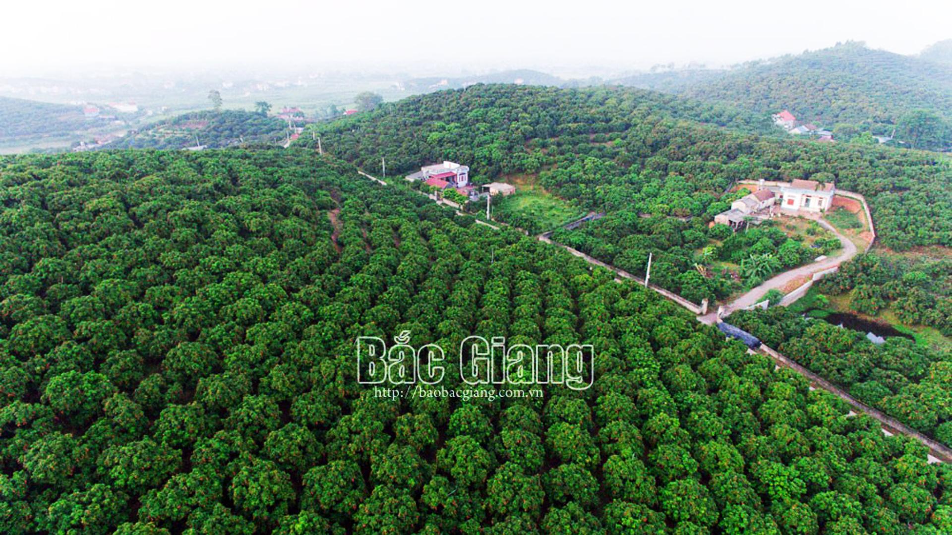 Vải thiều Bắc Giang, Covid - 19