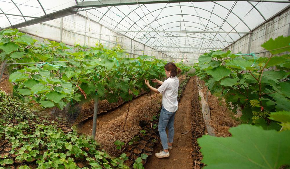 vườn hoa, điểm du lịch, trường Nông - Lâm, Bắc Giang, chụp ảnh vườn hoa, điểm du lịch, trường Nông - Lâm, Bắc Giang, chụp ảnh