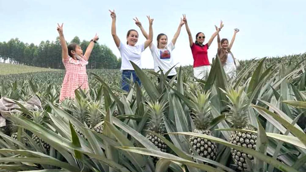 Khách du lịch chụp ảnh ở đồi dứa xã Bảo Sơn (Lục Nam). Khách du lịch chụp ảnh ở đồi dứa xã Bảo Sơn (Lục Nam).