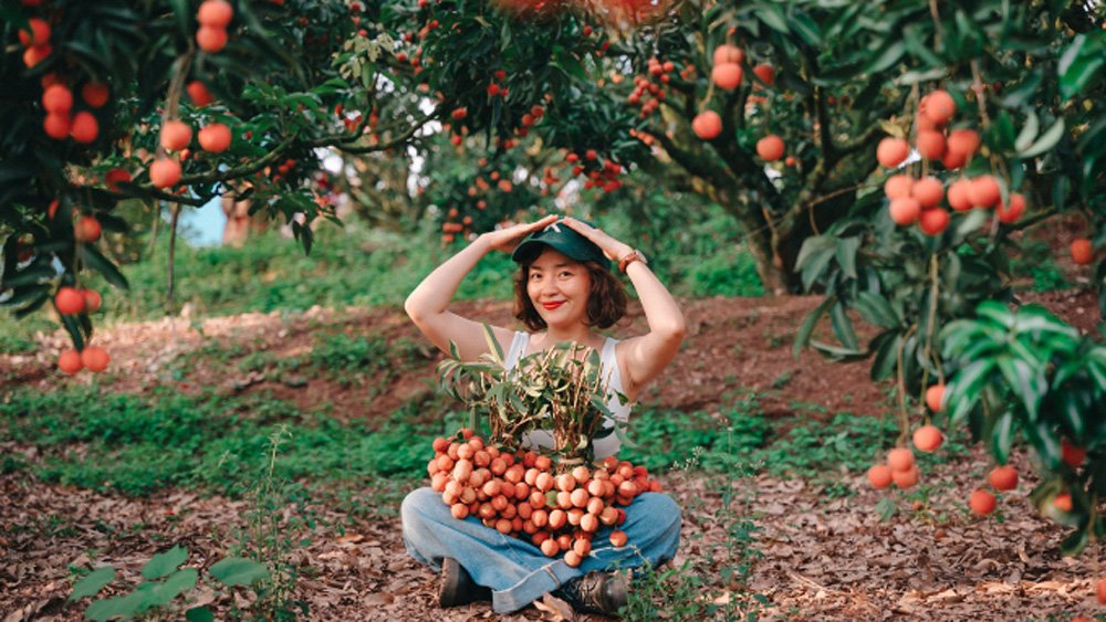 Ba điểm 'sống ảo' trong mùa vải muộn ở Bắc Giang