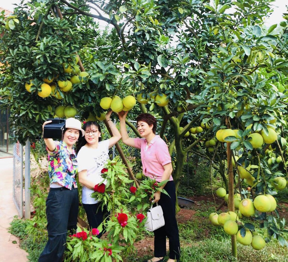 Lục Ngạn: Vào mùa cam, bưởi