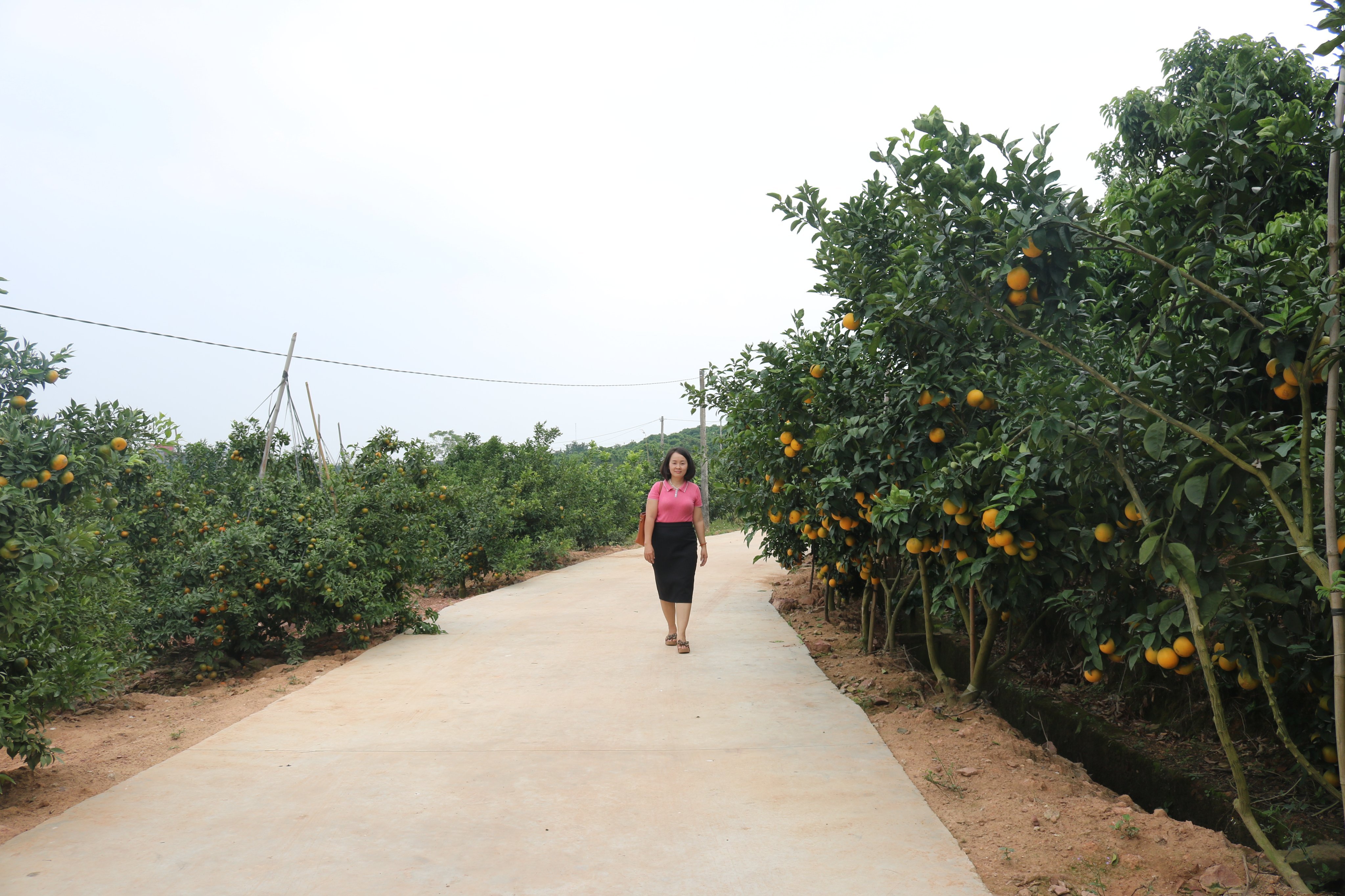 Hấp dẫn tour du lịch trải nghiệm miệt vườn Lục Ngạn