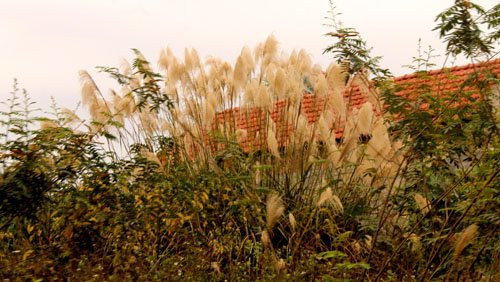 Bông lau nở trắng rừng Tây Yên Tử